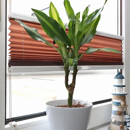 Ostseenordstern Διαμέρισμα